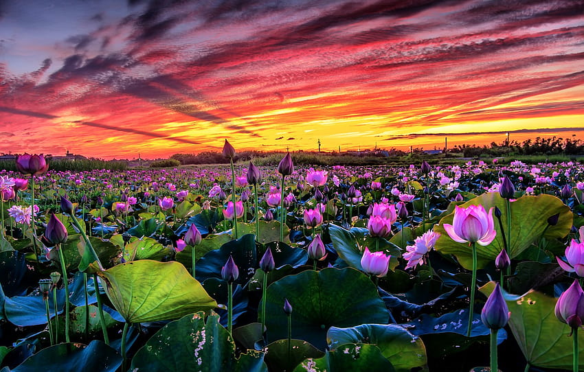 field, the sky, leaves, clouds, landscape, sunset, flowers, nature, lake, pond, paint, pink, bright, buds, Lotus, pond , section цветы, lotus field HD wallpaper