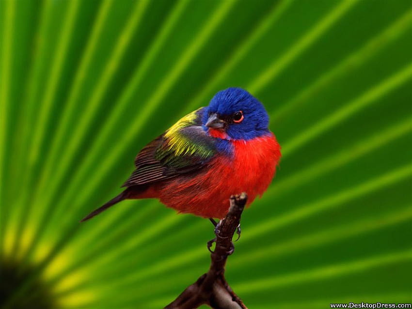 » Animals Backgrounds » Everglades National, everglades national park HD wallpaper