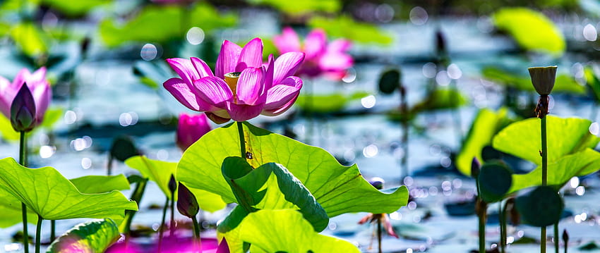 Lotus, Pond, Leaves, Plants, Bokeh, , Background, 486632, lotus pier HD wallpaper