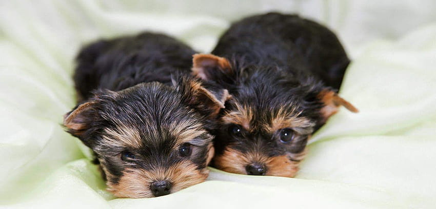 The Yorkshire Terrier Dog Breed, teacup puppies HD wallpaper