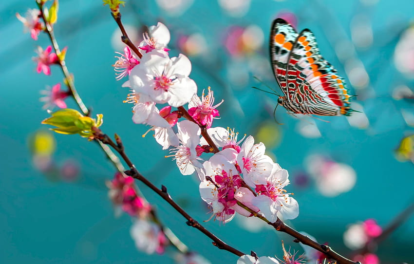 Makro, Flug, Blumen, Schmetterling, Zweig, Frühling, Sakura, Insekt, Blüte, türkisfarbene Hintergründe, Abschnitt Makro, Frühlingsinsekt HD-Hintergrundbild