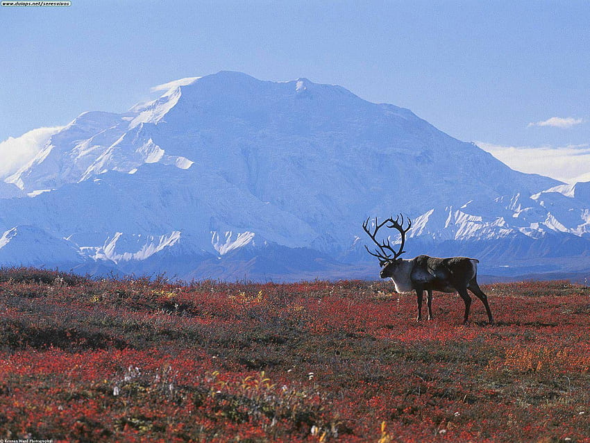 Tundra Biome, arktyczna tundra Tapeta HD