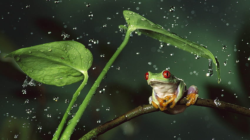 frog, Animals, Nature, Amphibian, Red Eyed Tree Frogs, Water Drops, animal frog HD wallpaper