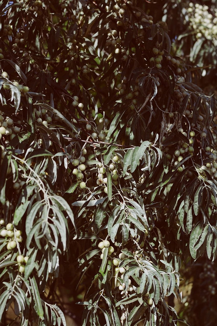 Olive Tree HD phone wallpaper | Pxfuel