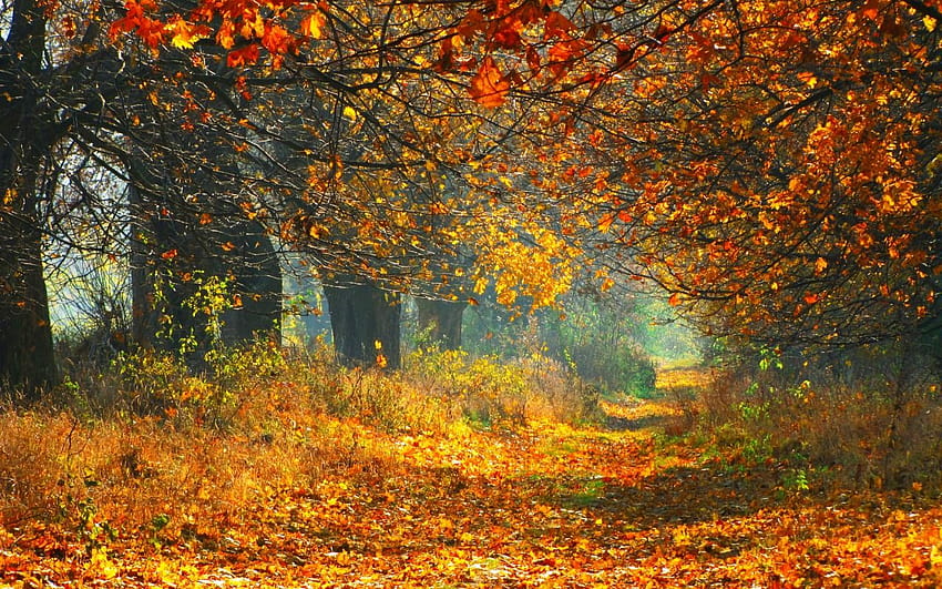 autumn ambience HD wallpaper
