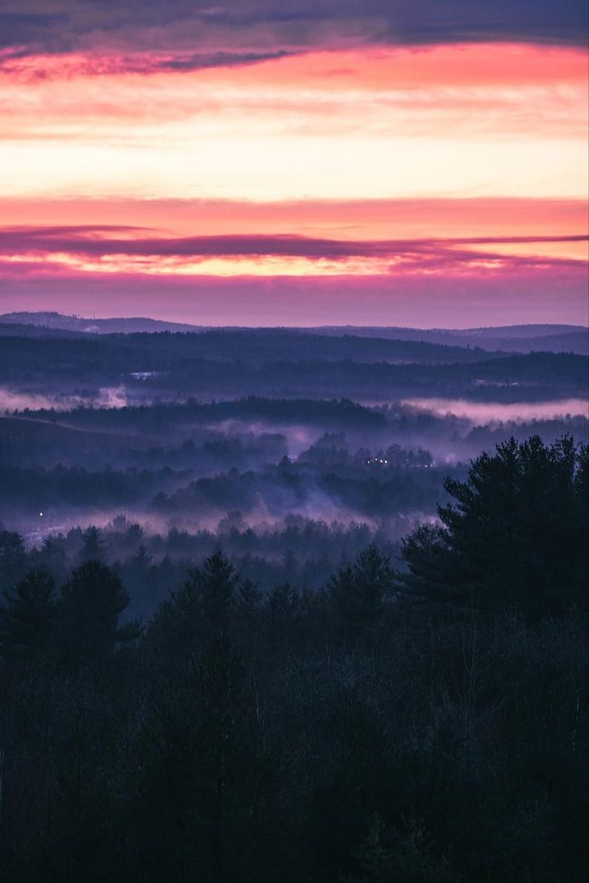 800x1200 forest, fog, sunset, trees, sky, sunset behind the pines HD phone wallpaper