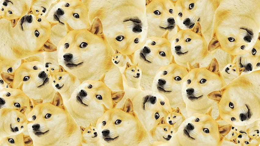 Doge โพสต์โดย Christopher Mercado, doge meme วอลล์เปเปอร์ HD