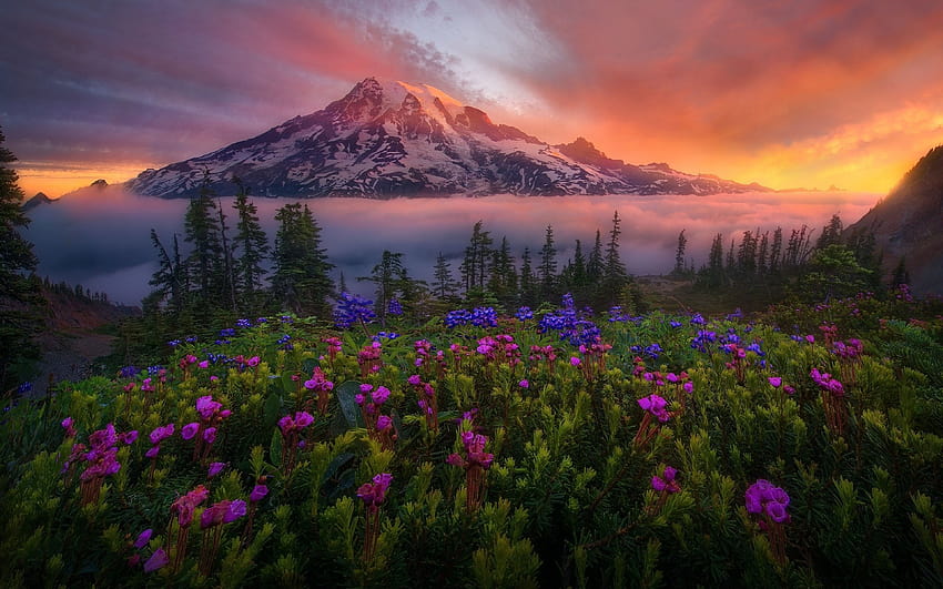 Mount Rainier National Park Washington Amerika Birleşik Devletleri Kırmızı Gün Doğumu Kır Çiçekleri Sis Buharlaşan Manzara Ultra Şunun için : 13 HD duvar kağıdı