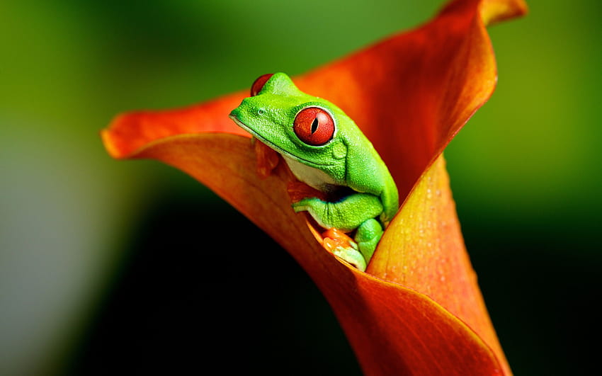 3840x2400 Frog, Flower, Climb, Color Ultra Backgrounds, amazing frog HD wallpaper