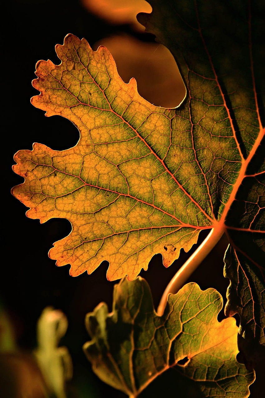 Blurred leafs android , iphone, android brown leaves HD phone wallpaper