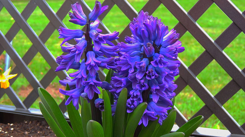 Violet Fence flower Hyacinths Closeup 2560x1440, violet hyacinths flowers HD wallpaper