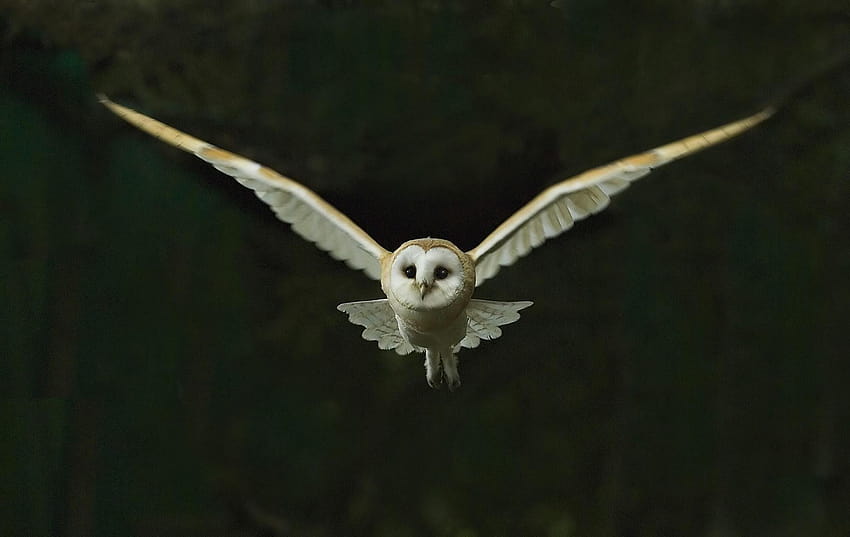 Snowy Owl, barn owl HD wallpaper