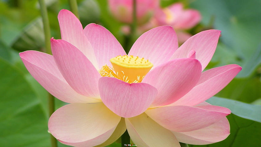 Flor de loto Nelumbo Nucifera planta acuática 40963072 [3840x2160] para tu móvil y tableta fondo de pantalla