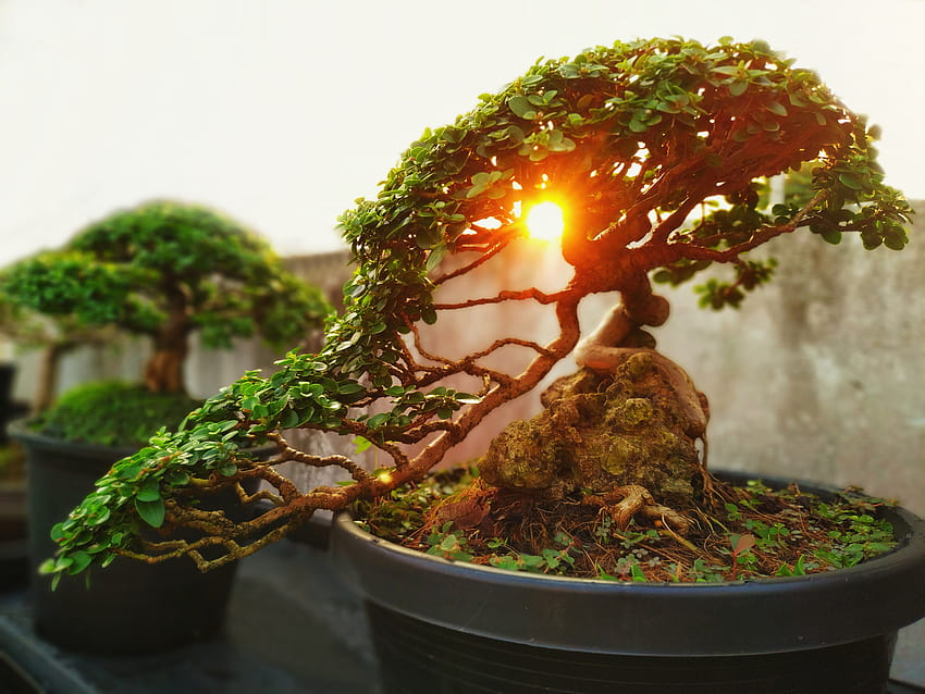 HD wallpaper: bonsai, tree, minature, japanese, plant, growth, bonsai tree  | Wallpaper Flare