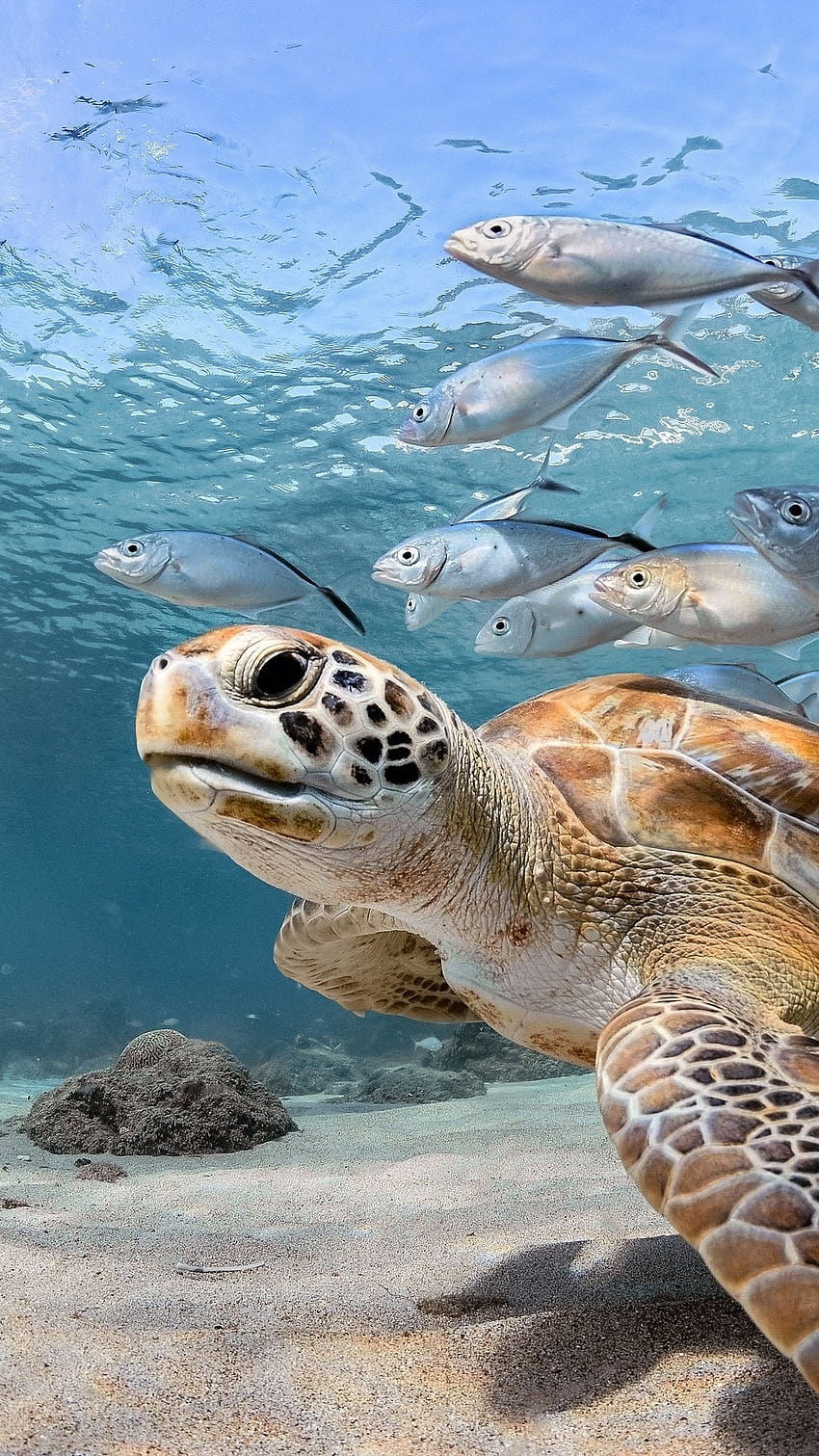 20 Turtle iPhone, estetyczny żółw morski Tapeta na telefon HD