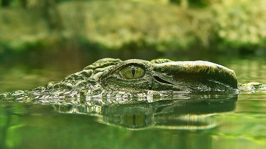 Crocodile with frog on his snout, alligator print HD wallpaper