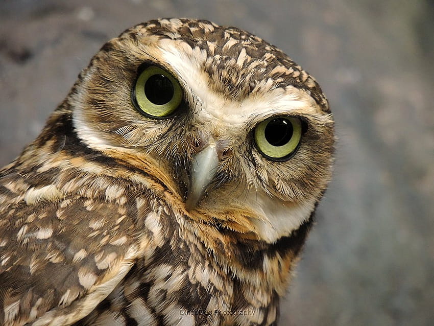Burrowing Owl HD wallpaper