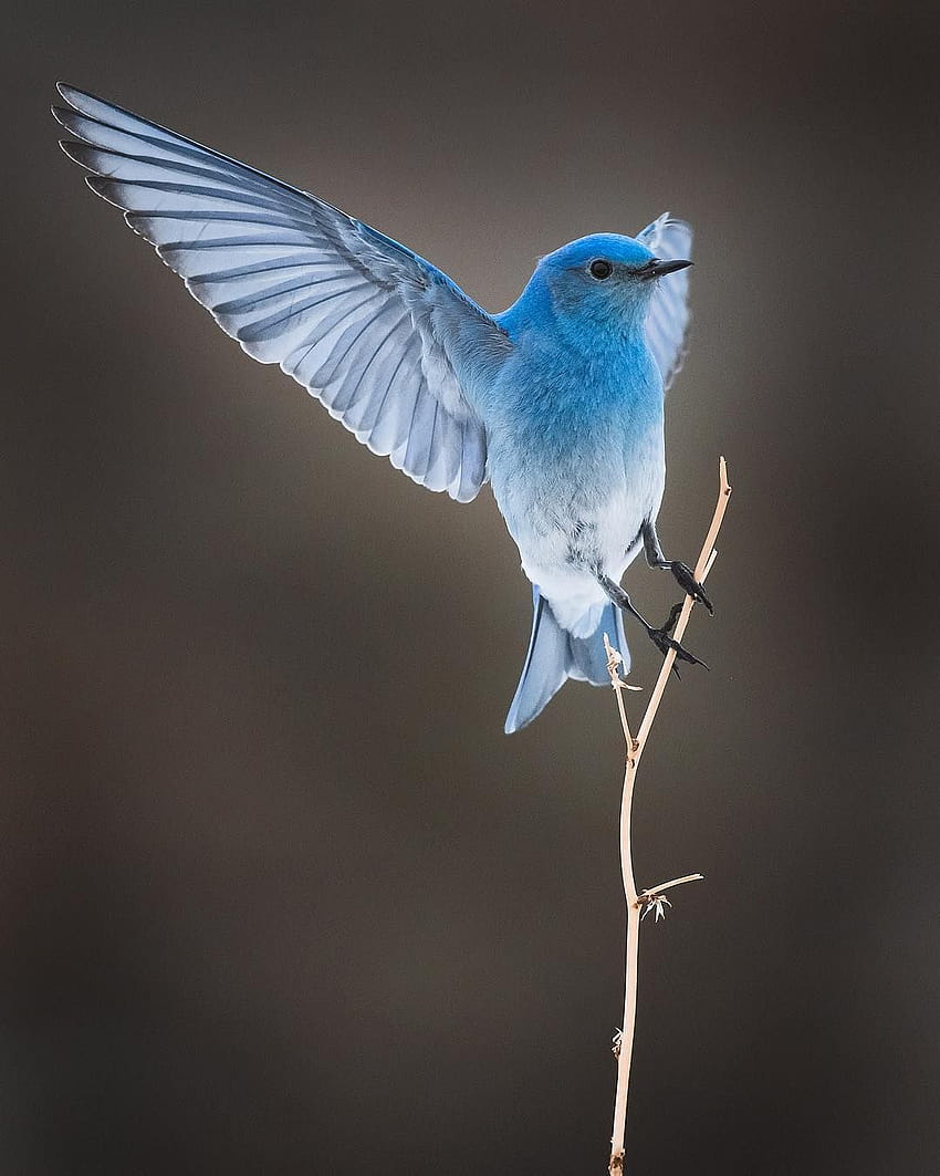 Mountain Bluebird showing of that beautiful blue wing! It's a sure sign ...