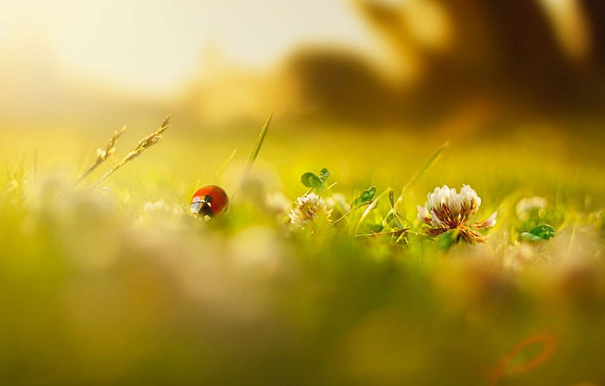 hijau, musim panas, rumput, makro, bunga, serangga, Latar Belakang, kumbang kecil, kabur, musim semi, pagi, hari, bunga, layar lebar , bagian макро, serangga musim semi Wallpaper HD