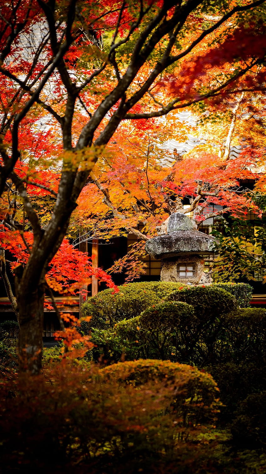 Autumn Japanese Garden, japanese autumn phone HD phone wallpaper