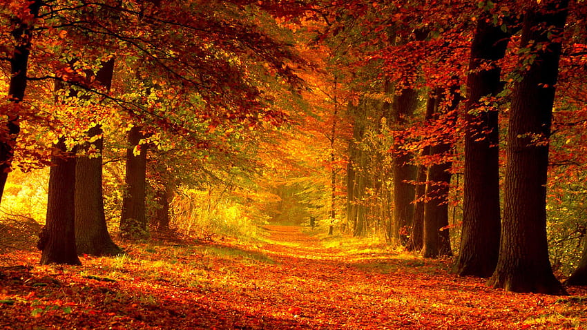 Autumn Path Red Walk Foliage Fall Trees, pathway through autumn HD wallpaper