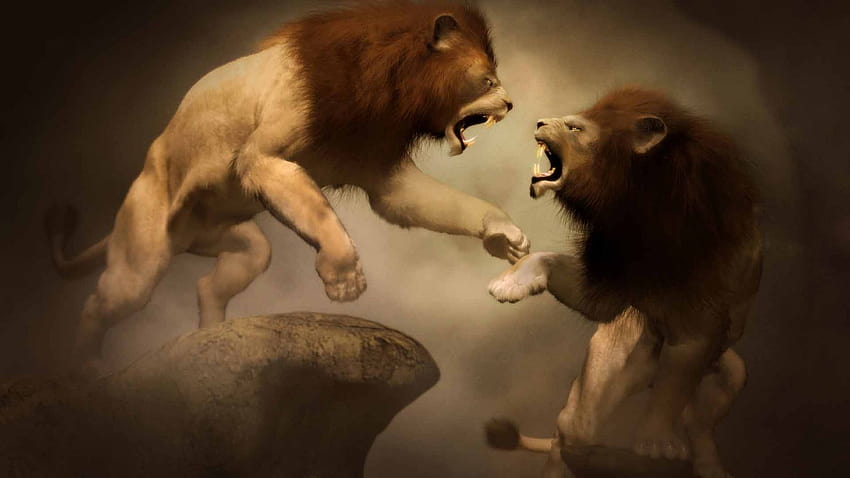 Lions Fighting, couple fight HD wallpaper