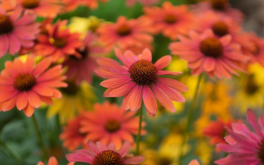 Many red echinacea flowers 1920x1200 HD wallpaper