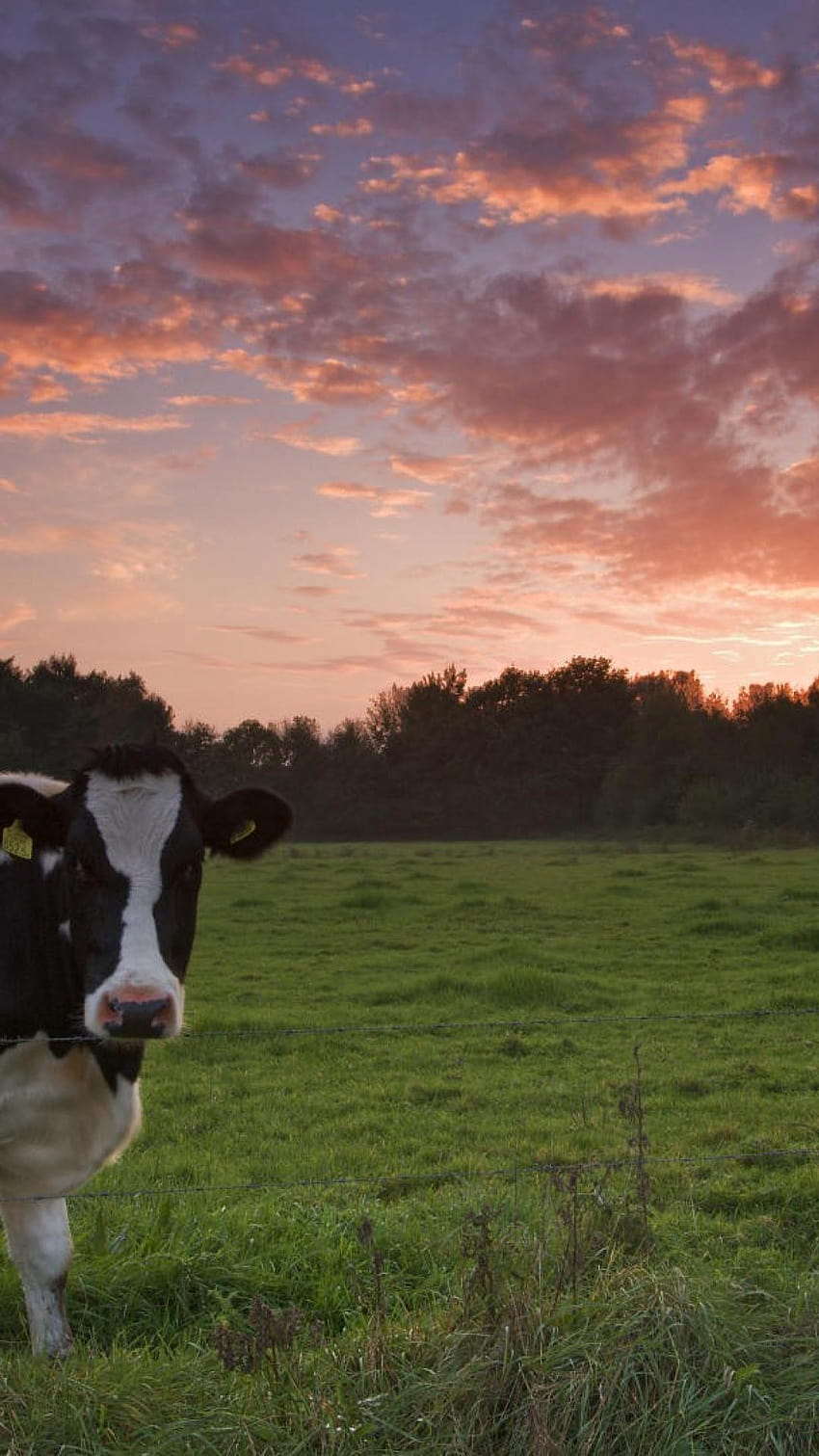 sunset cow HD phone wallpaper