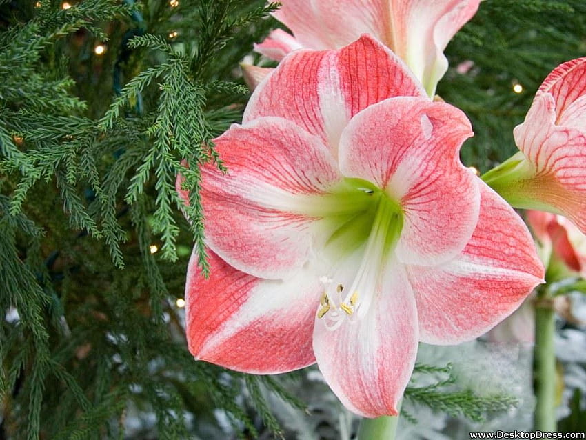 » Fonds de Fleurs » Amaryllis Blanc Rose, amaryllis blanc Fond d'écran HD