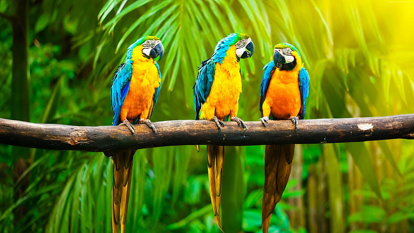 Arara, papagaio, trópicos, Animais papel de parede HD