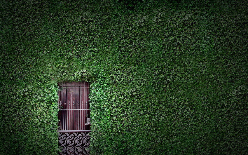 nature, houses, hedges, gates, doors, vines, gates with vines HD wallpaper