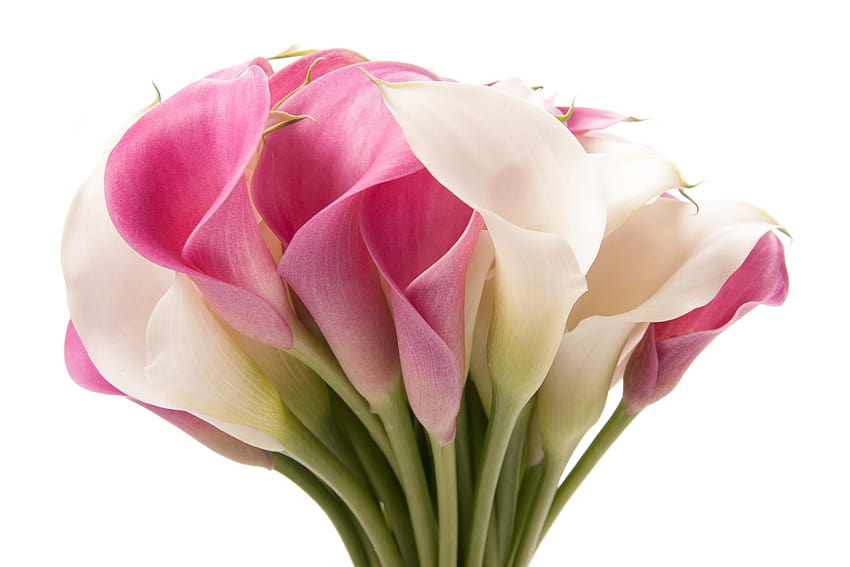 Bouquet di calle rosa e bianche Fiori, gigli rosa e bianchi Sfondo HD