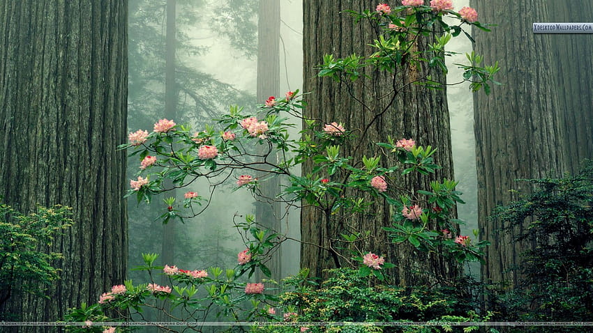 Redwood National Park, forest bloom HD wallpaper