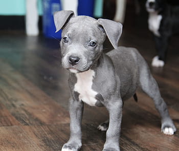 newborn blue nose pitbull puppies