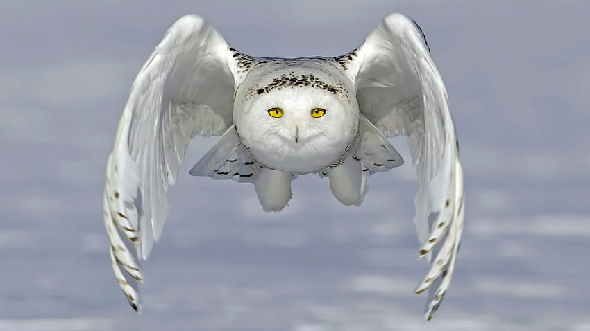 Winter Barn Owl, animal snowy owl HD wallpaper