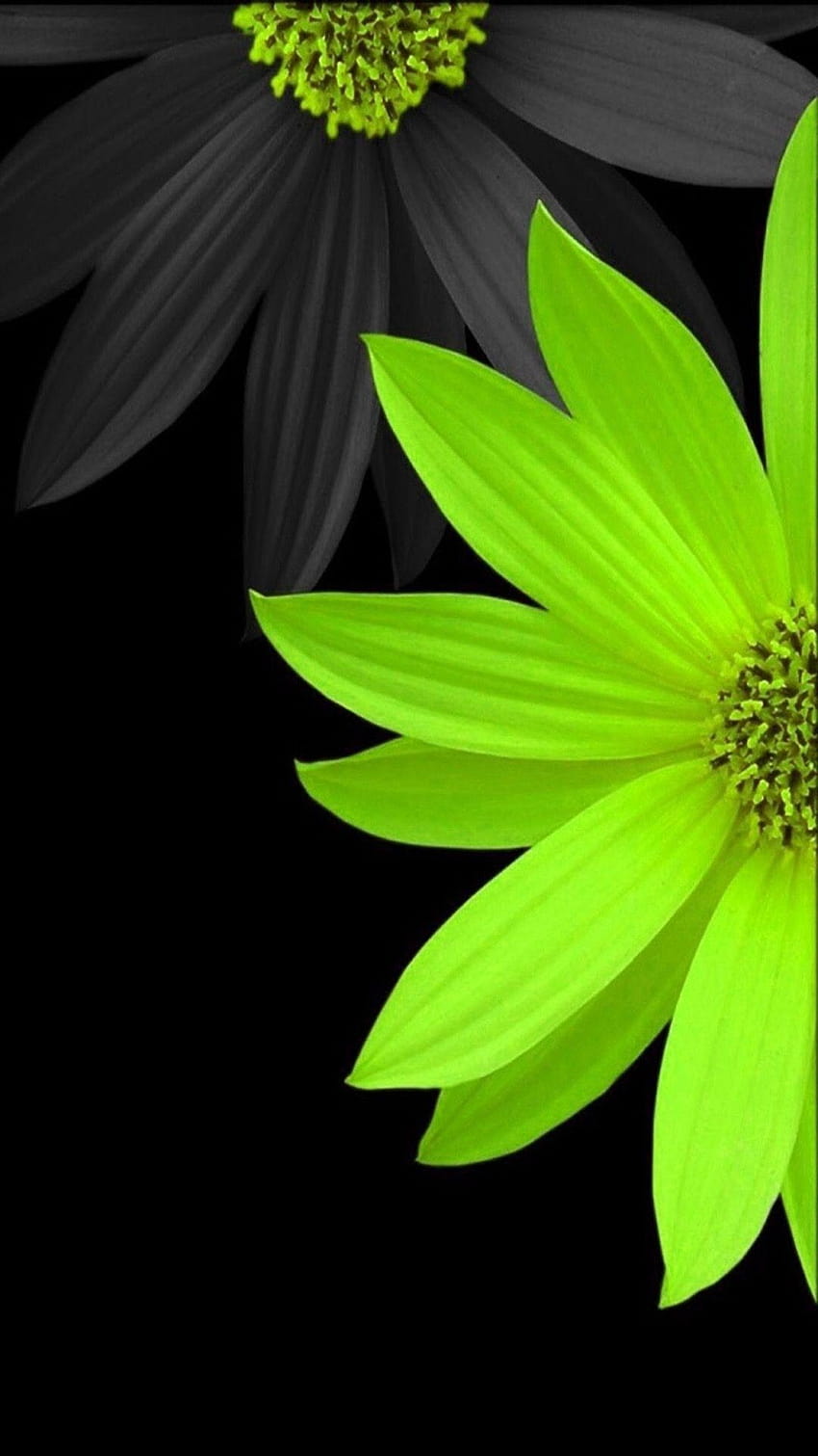 Sun Bright Flowers Berries, natura fluorescencyjny zielony iPhone Tapeta na telefon HD