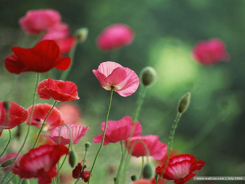 Poppy Flowers : Poppy Field, Poppy Garden 1024x768 10, corn poppy HD wallpaper