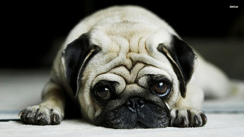 Pug Dog Android Apps on Google Play 1920×1080 Pug Dog, cute vodafone dog HD wallpaper Pug Dog Android Apps on Google Play 1920×1080 Pug Dog, cute vodafone dog HD wallpaper