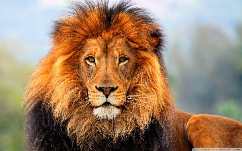 Lion of judah Gallery วอลล์เปเปอร์ HD