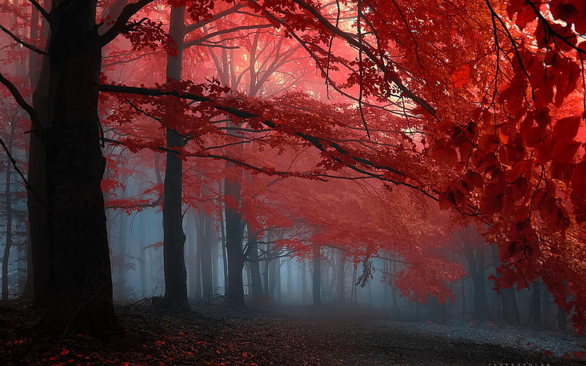 陽光と霧に映える紅葉、美しい森の赤 高画質の壁紙