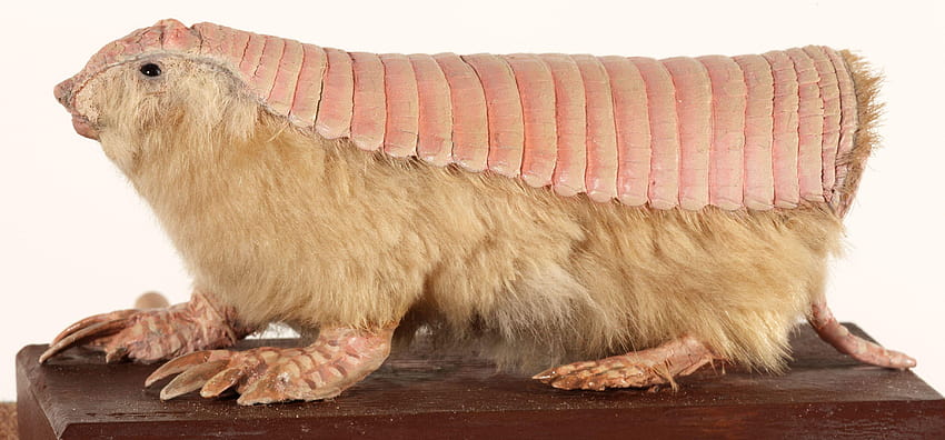 Mounted specimen by David F. Schmidt of a pink fairy armadillo or HD wallpaper