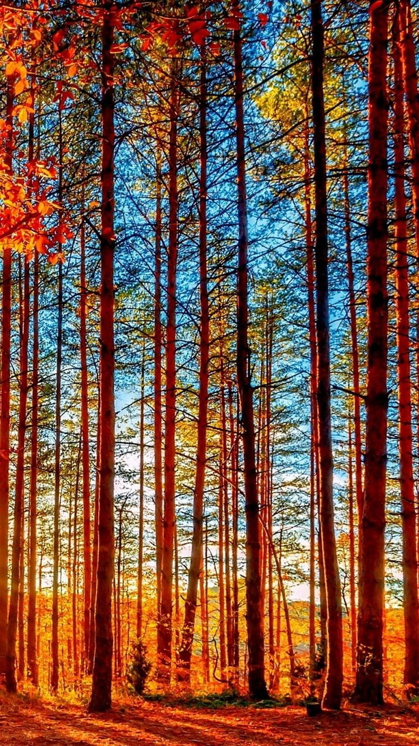 가을 숲 키 큰 나무 iPhone 6, 가을 초상화 HD 전화 배경 화면