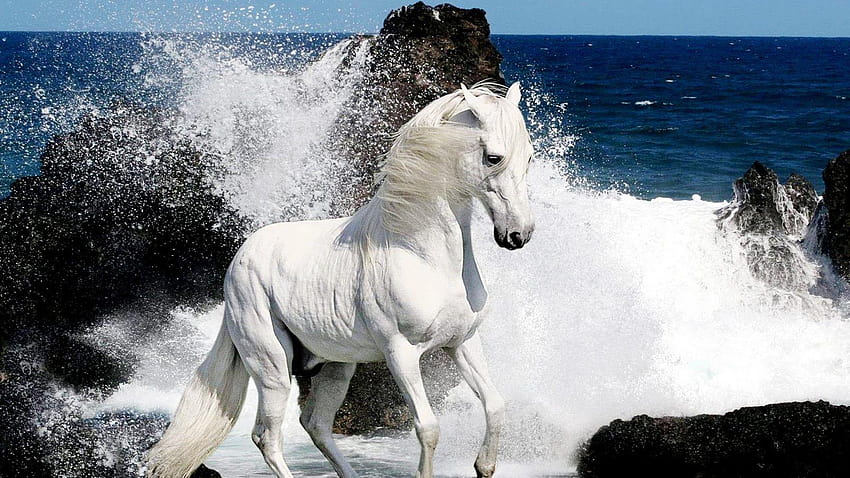 Kuda Putih, tujuh kuda Wallpaper HD
