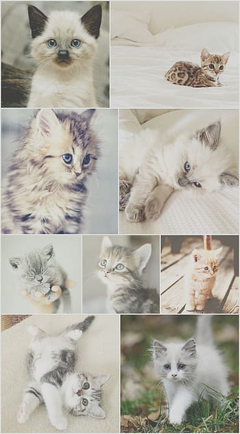 50 Cute Kittens You Need to See