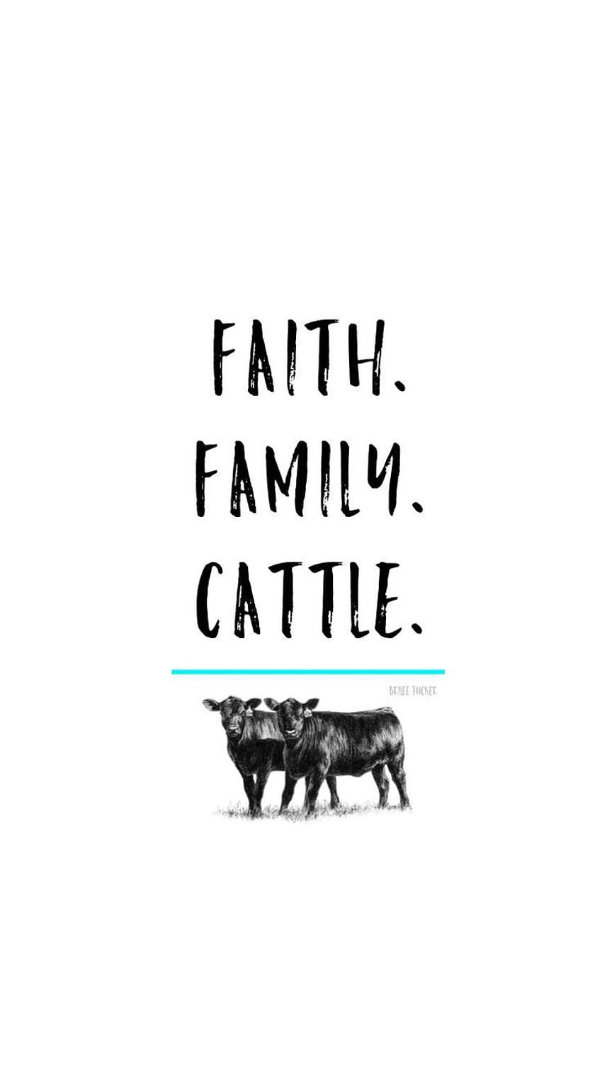 Cattle. Angus Cow ...pinterest, livestock HD phone wallpaper