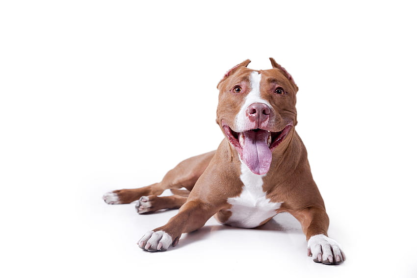 Local dog trainers want to share some facts with you about pit bulls, pitbull dog background HD wallpaper
