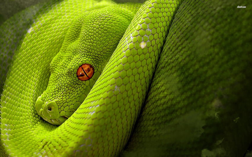 python snake HD wallpaper