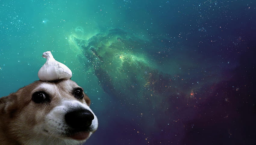 pies przestrzeń / i mobilne tła, pies kosmiczny Tapeta HD