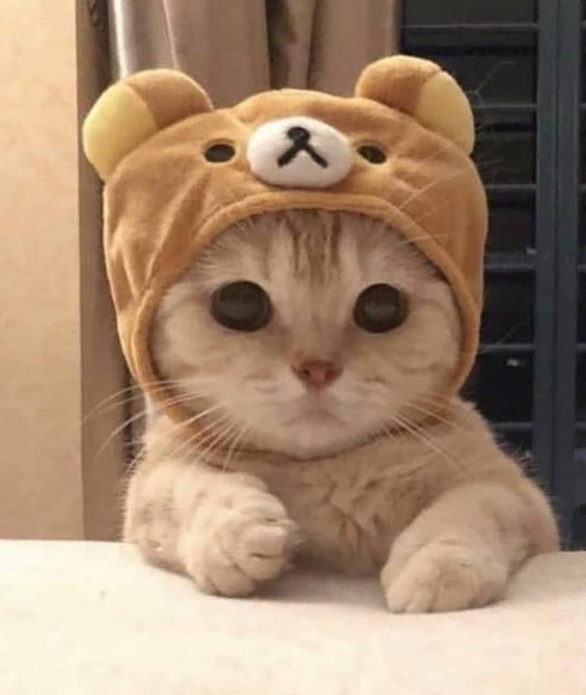 Cute Cats & Kittens'ın Instagram : “Daha fazla sevimlilik için kaydırın, şirin kediler HD telefon duvar kağıdı