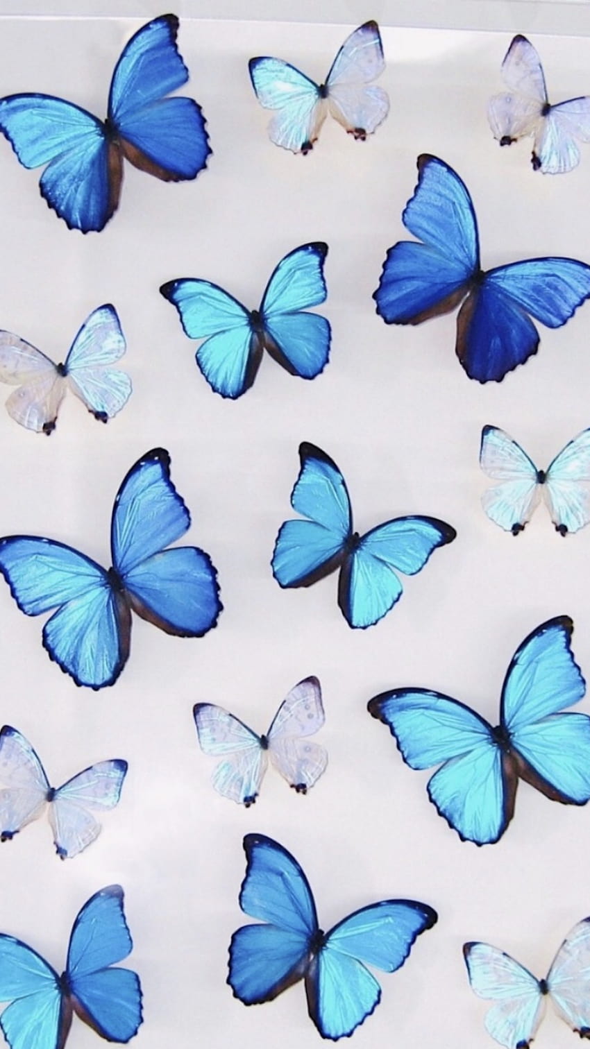 For Wall Collage Blu + For Wall, collage di farfalle Sfondo del telefono HD